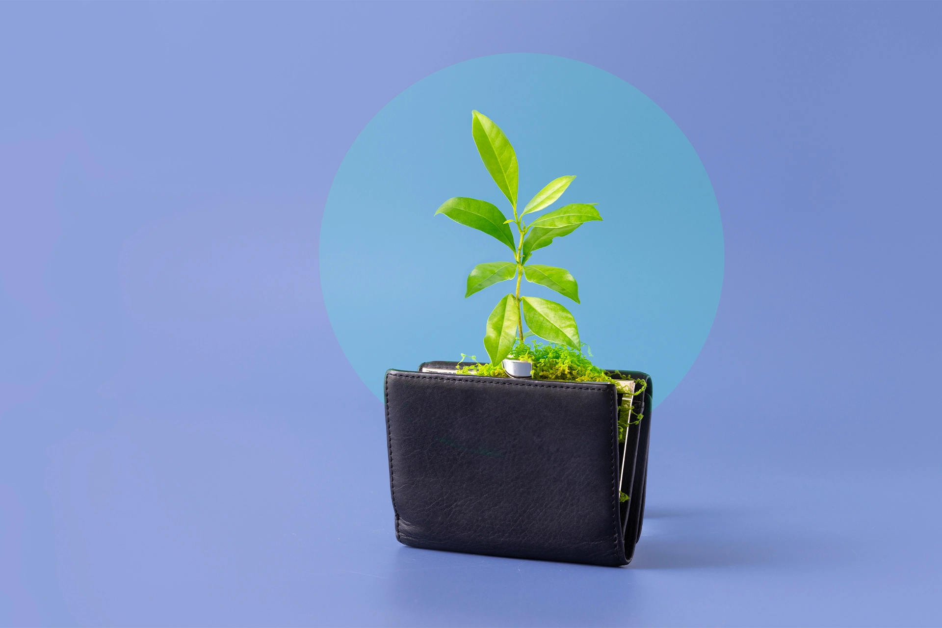A wallet with a tree seedling growing out of it