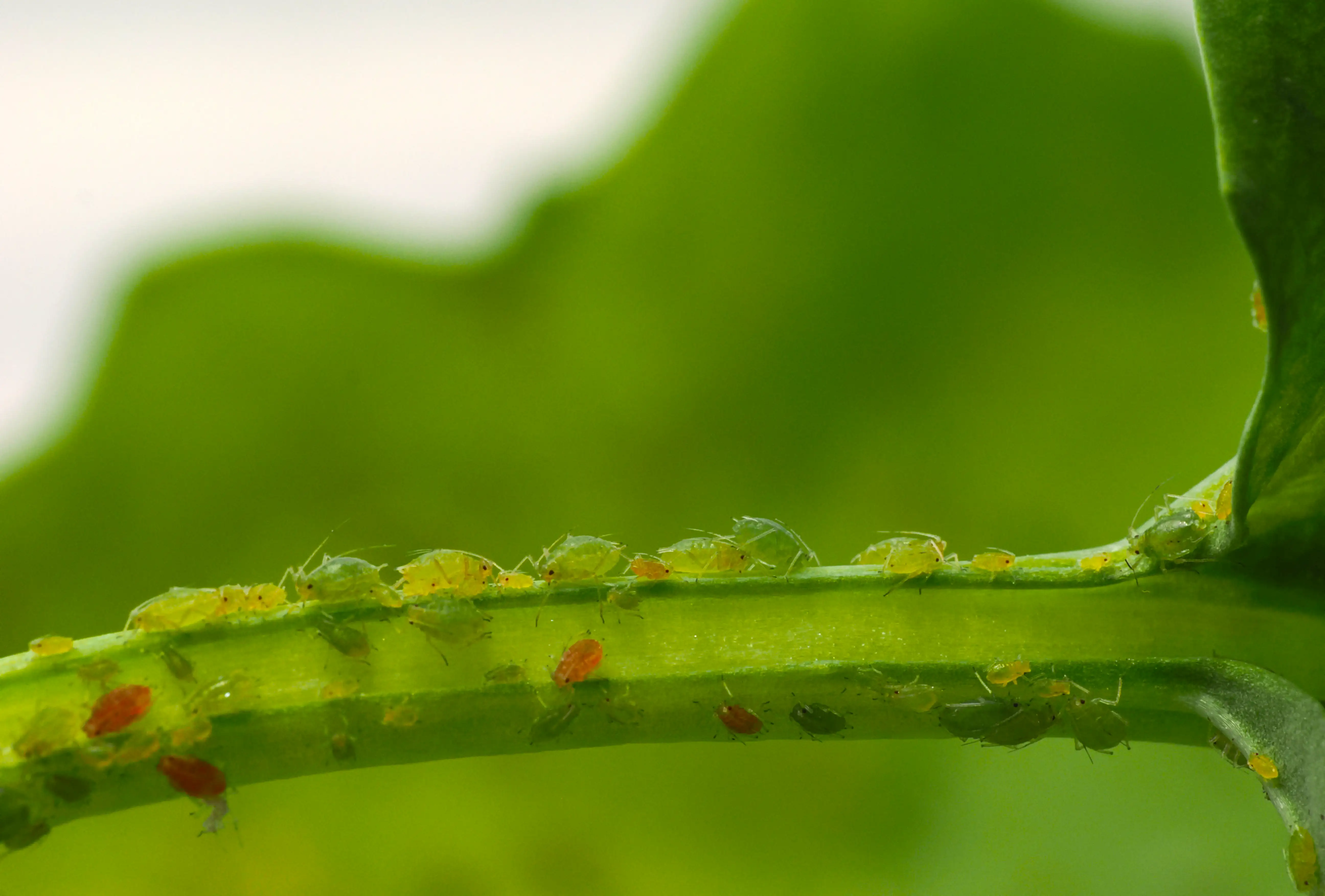 Green peach aphid (left) and oat aphid (right)