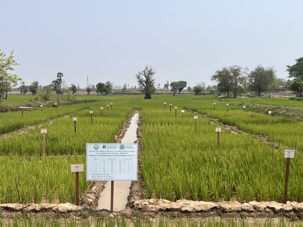 Rice Field Experiment