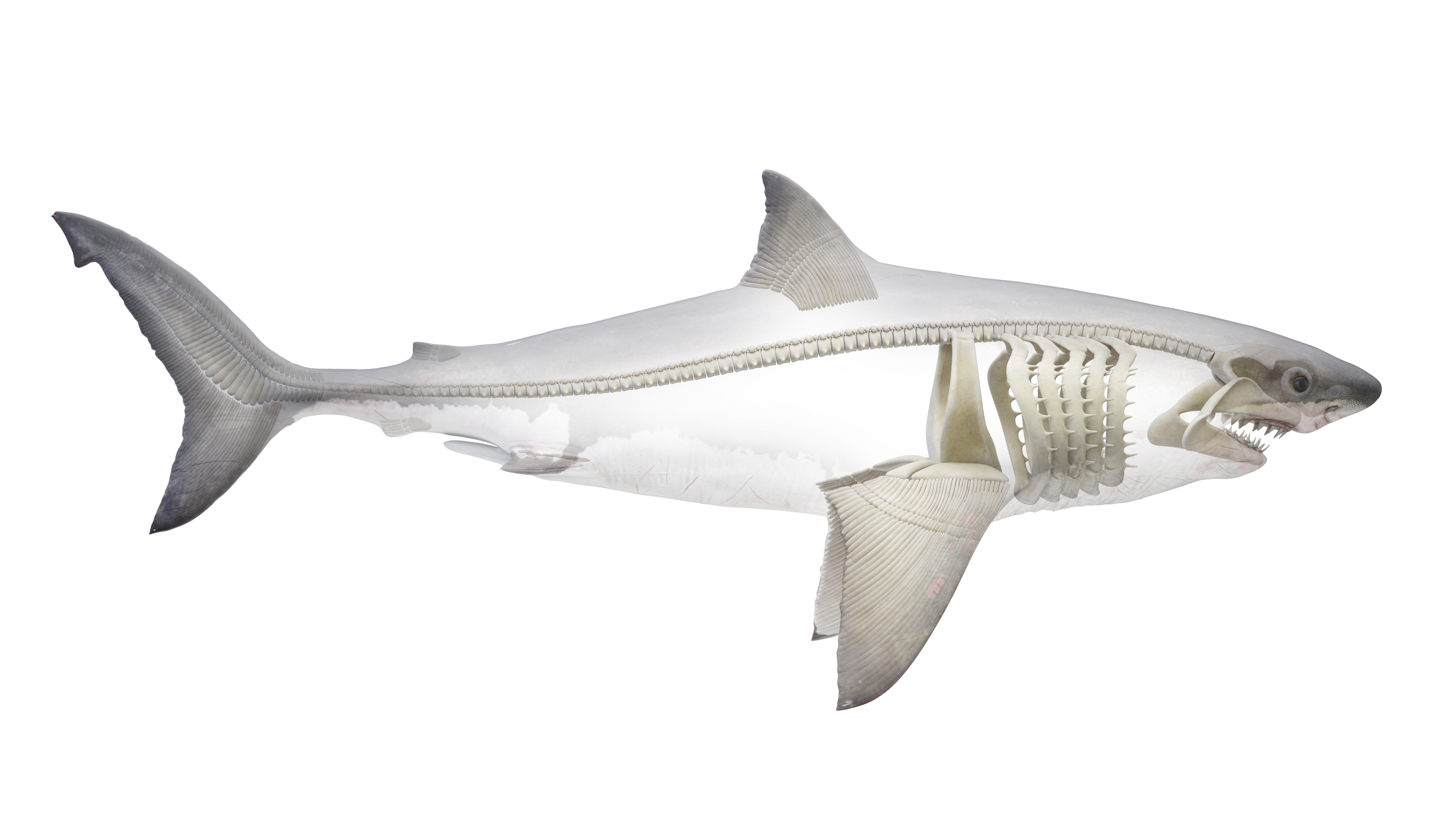 Shark skeleton graphic