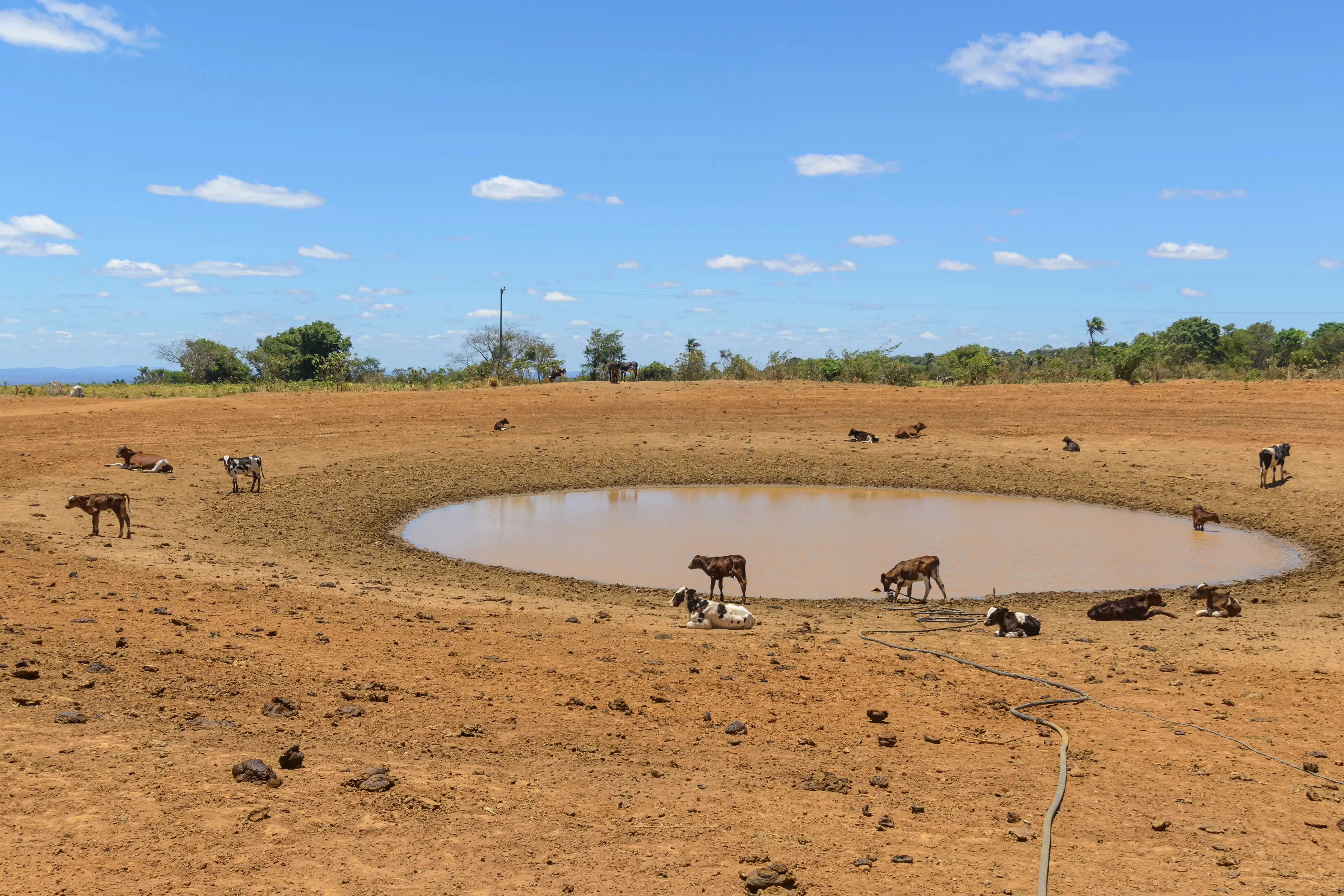 Cattle looking for water around a muddy pool