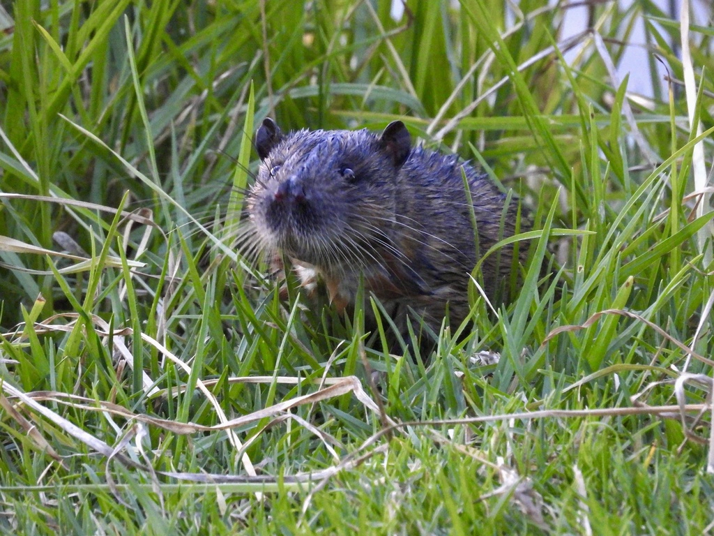 A rakali looking directly at the camera from a dense patch of grass