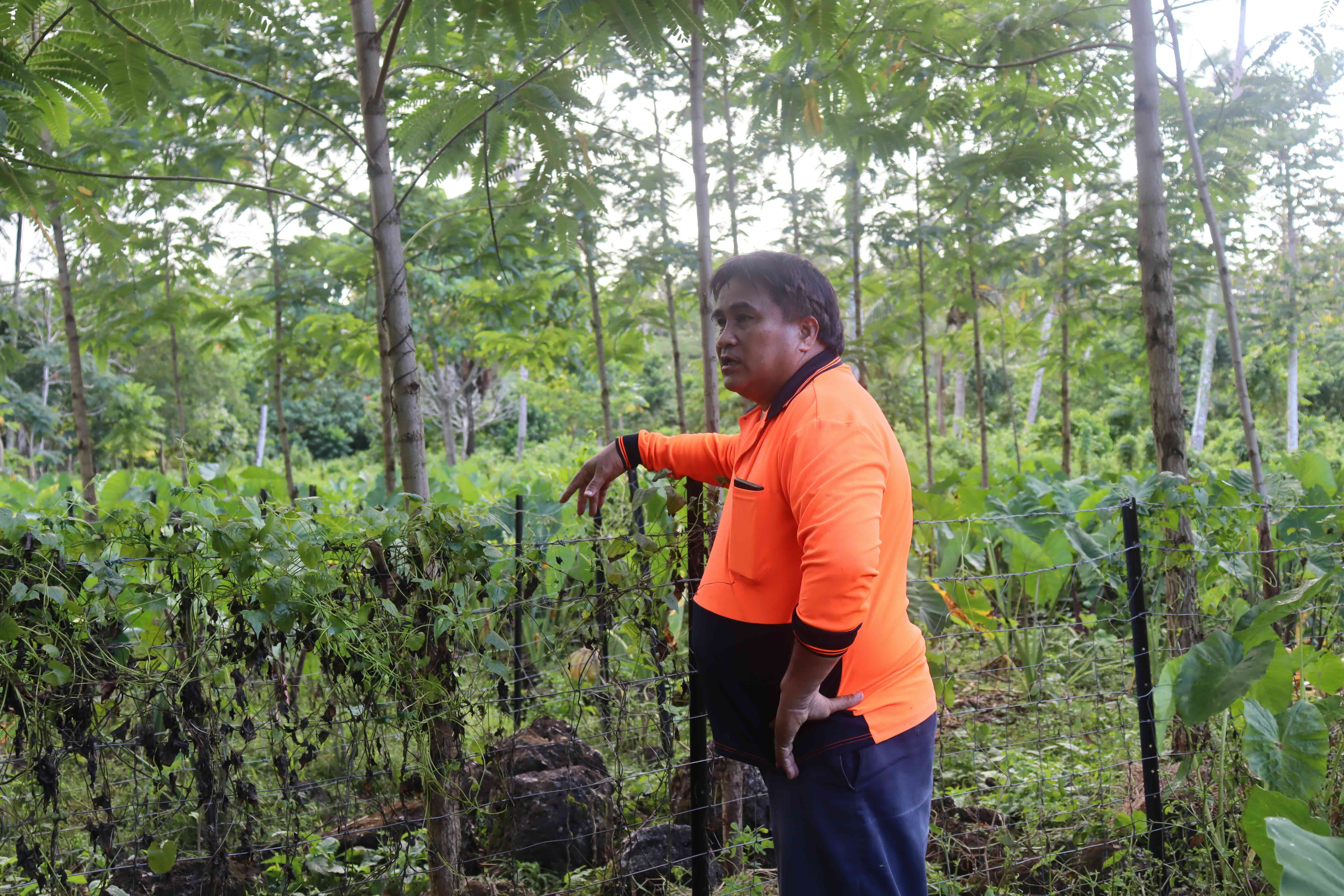 Pacific Farmers Climate_Mr. Sagato at the experimental site on his farm