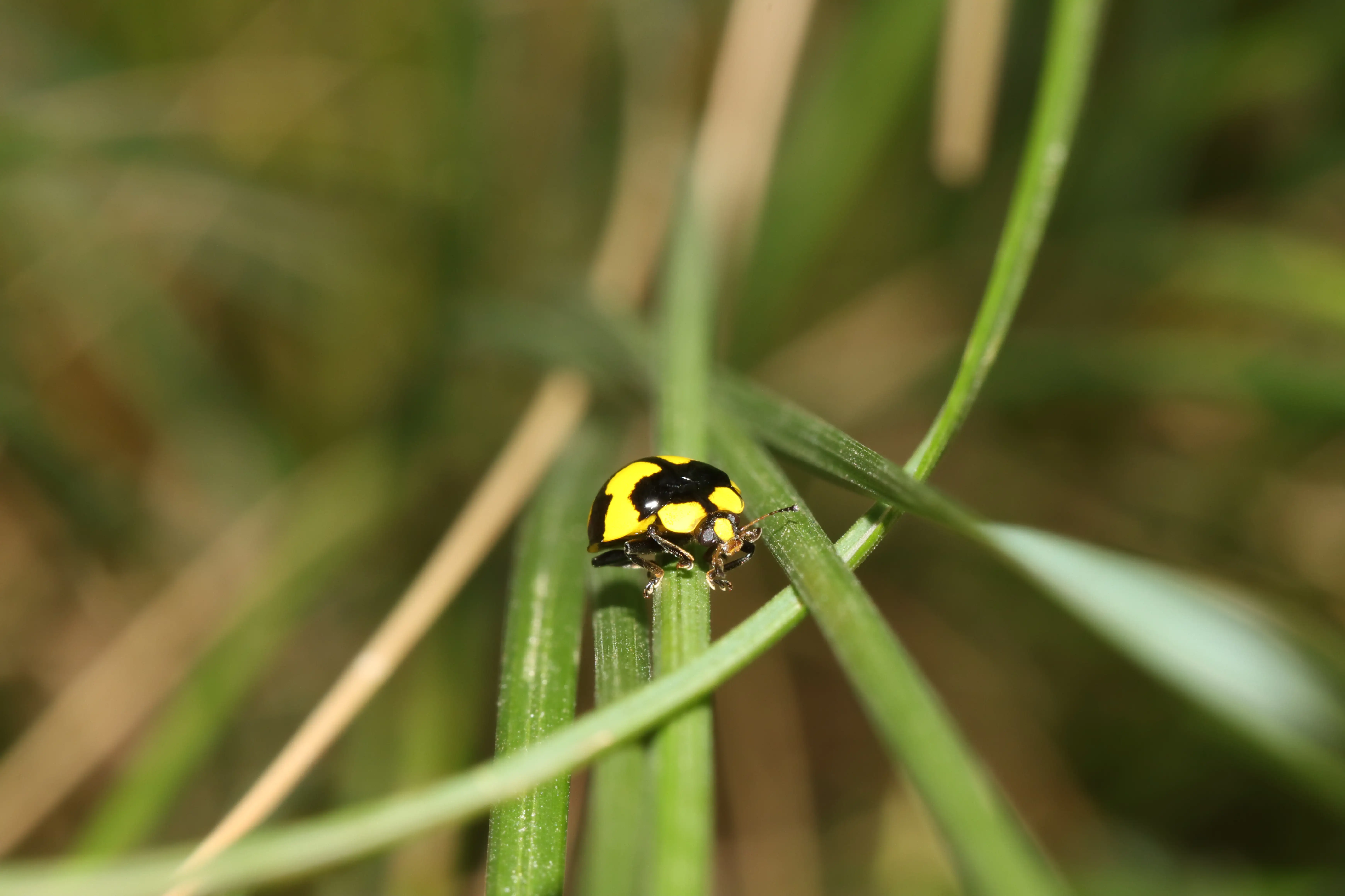 A tiny fungus-eating ladybird (Illeis galbula) exploring some native grass