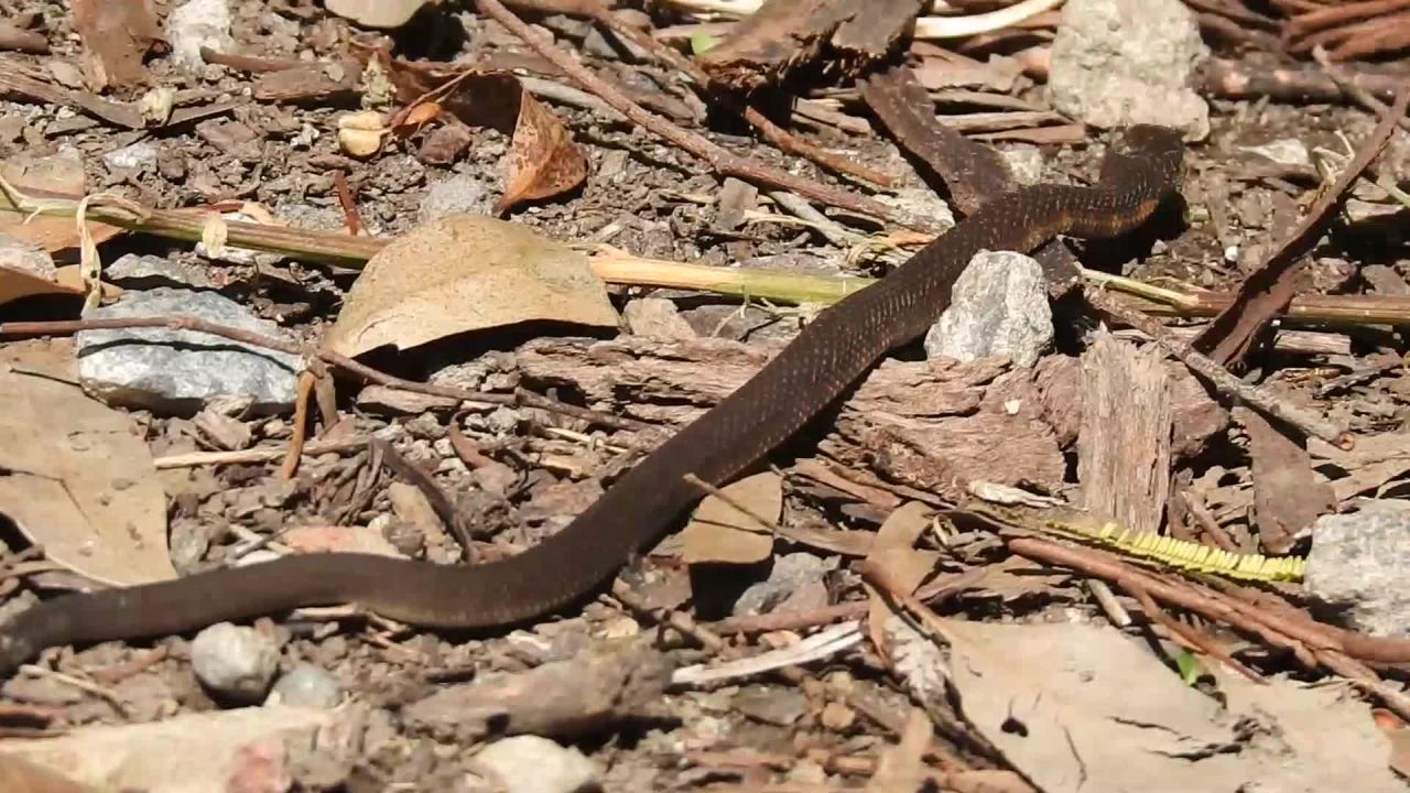 A tiger snake on a leafy bed