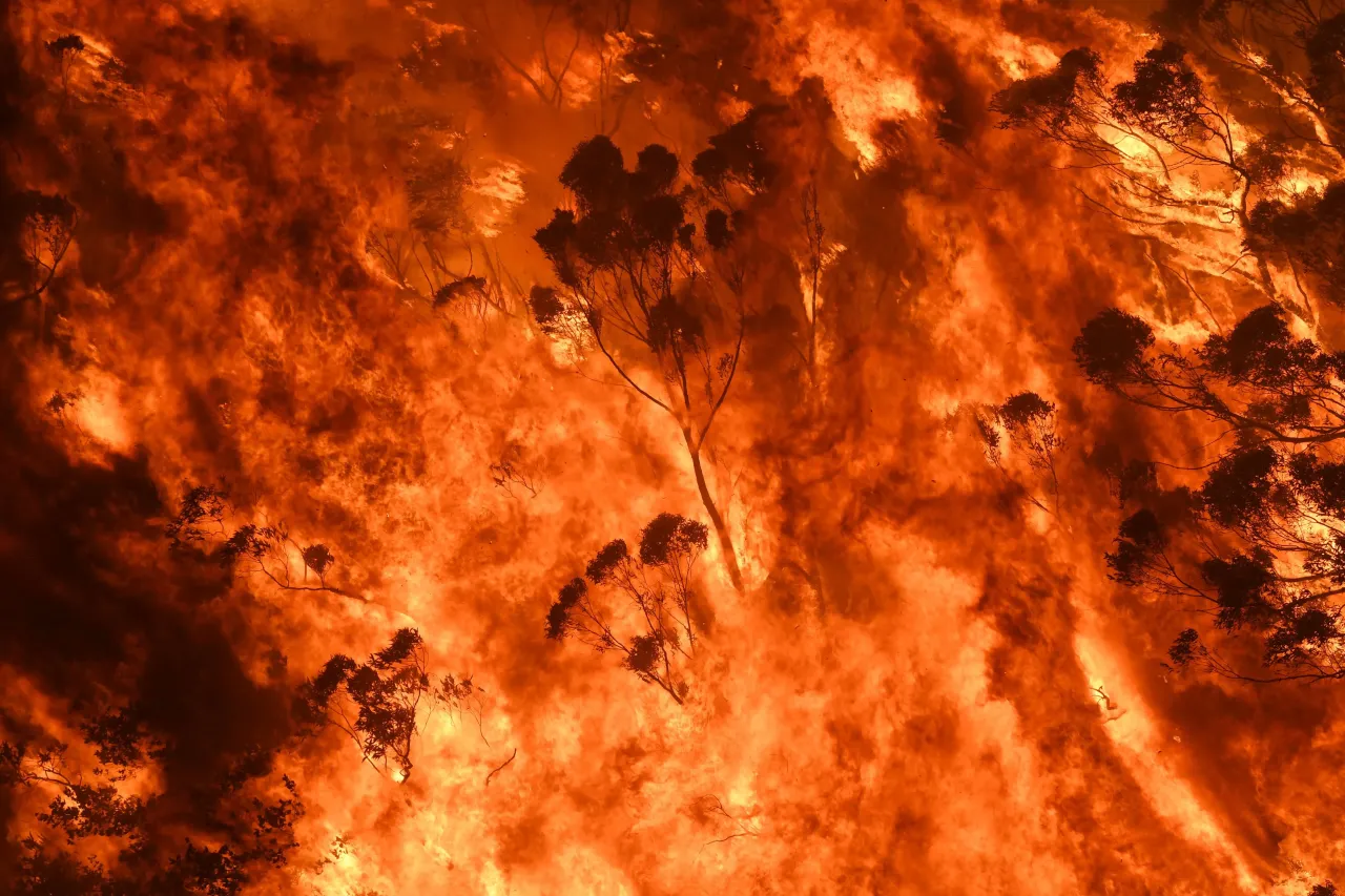 A wall of fire consuming eucalyptus trees in Australia
