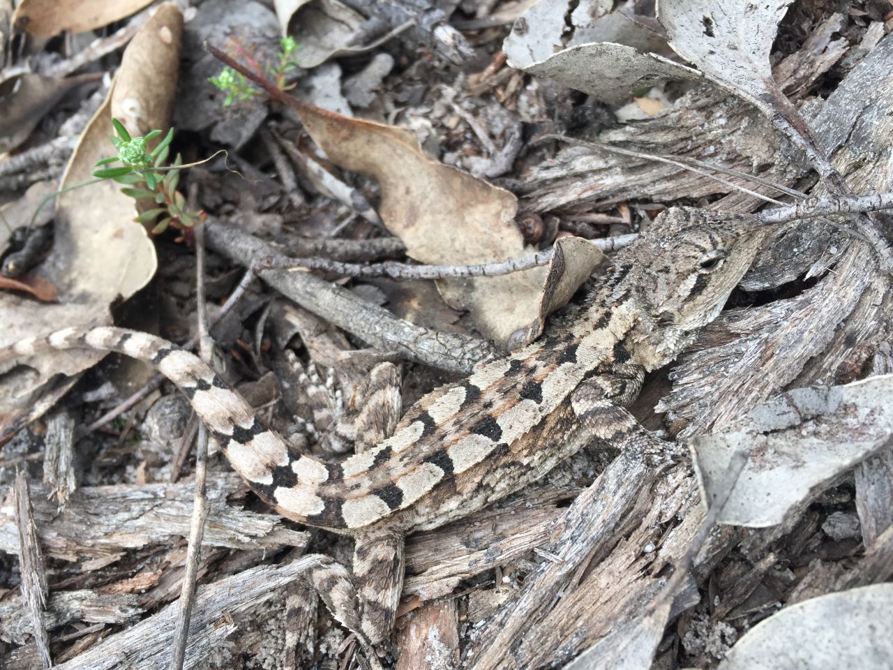 Reptiles are helping us better understand threats to Australia’s biodiversity thumbnail image