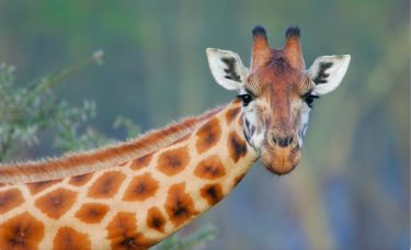 Why giraffes have spots thumbnail image