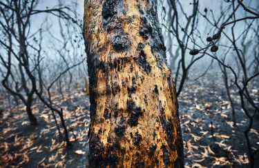 Why Australia’s severe bushfires may be bad news for tree regeneration thumbnail image