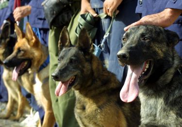 Protecting Cambodia’s landmine detection dogs thumbnail image