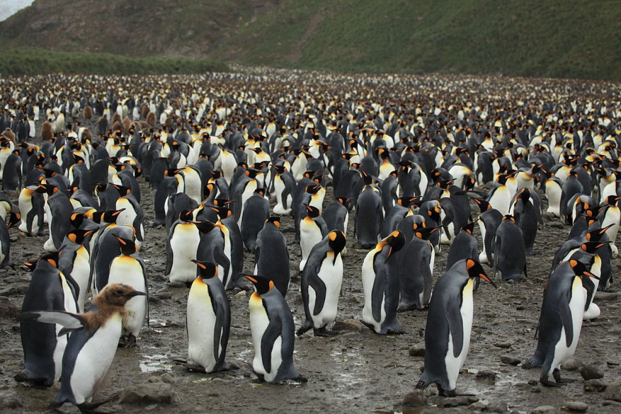 How do penguins find their mate in a sea of tuxedos? thumbnail image