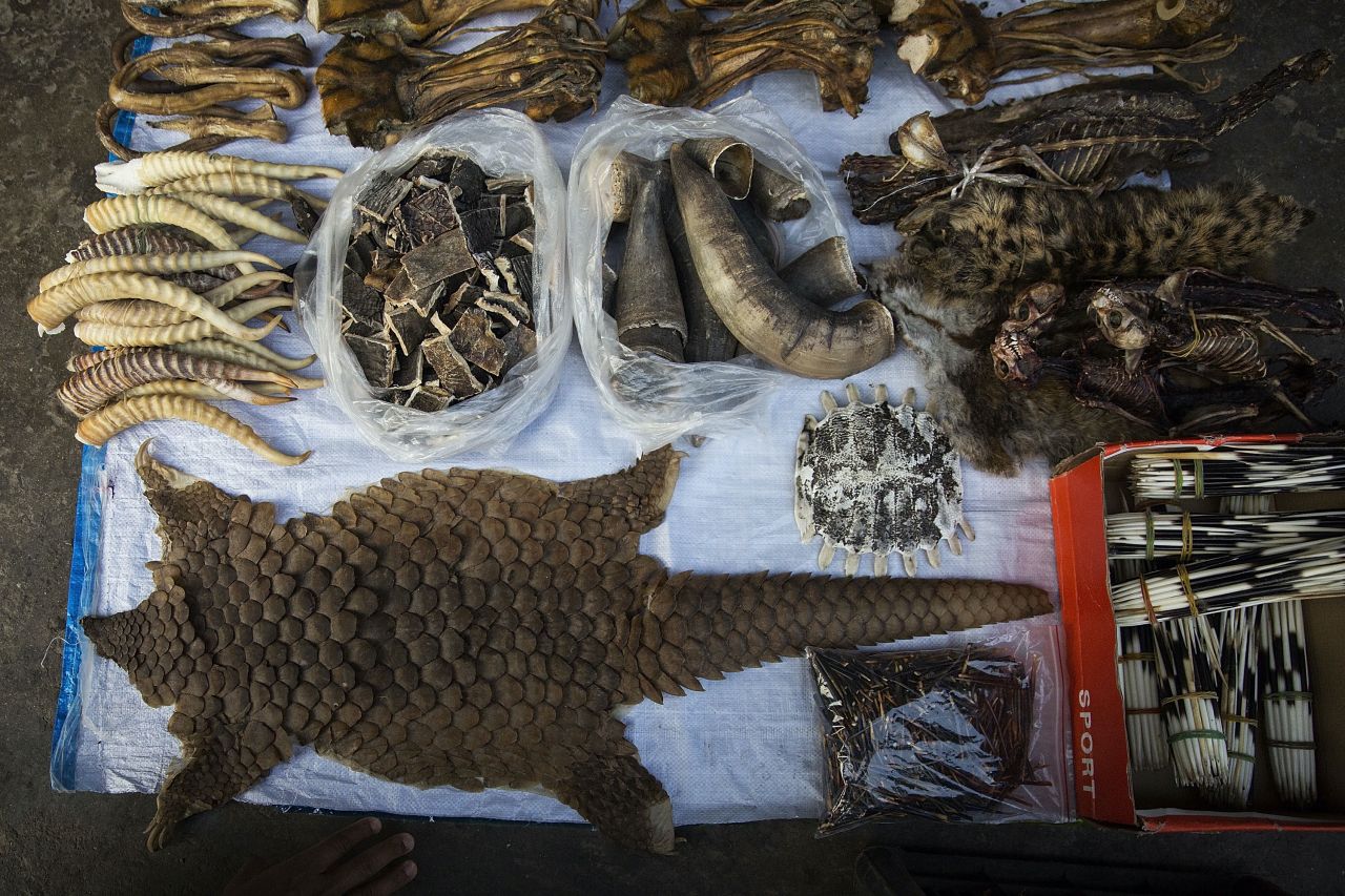 What COVID has taught us about the wildlife trade thumbnail image