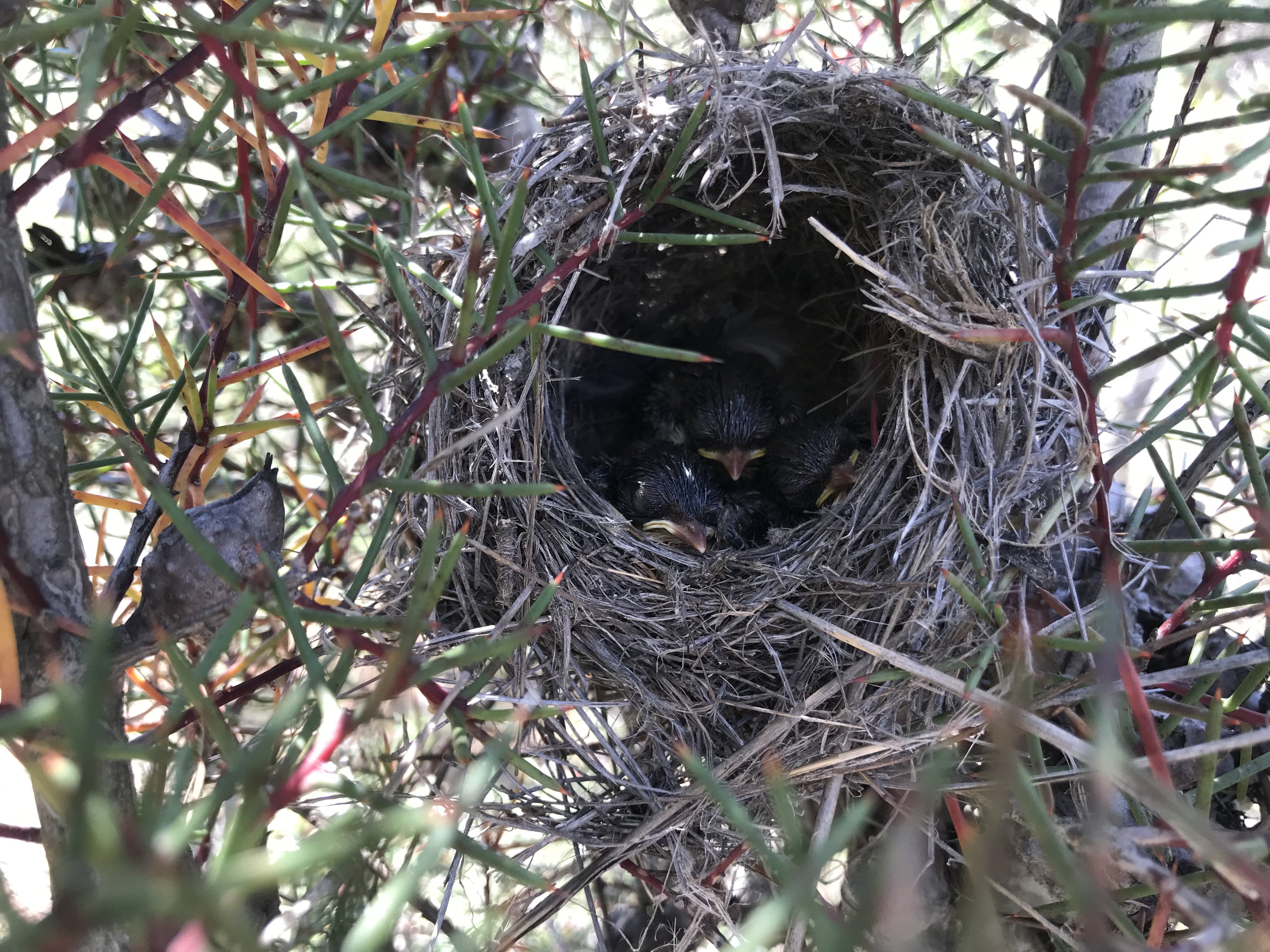 Fairy wren babies in nest