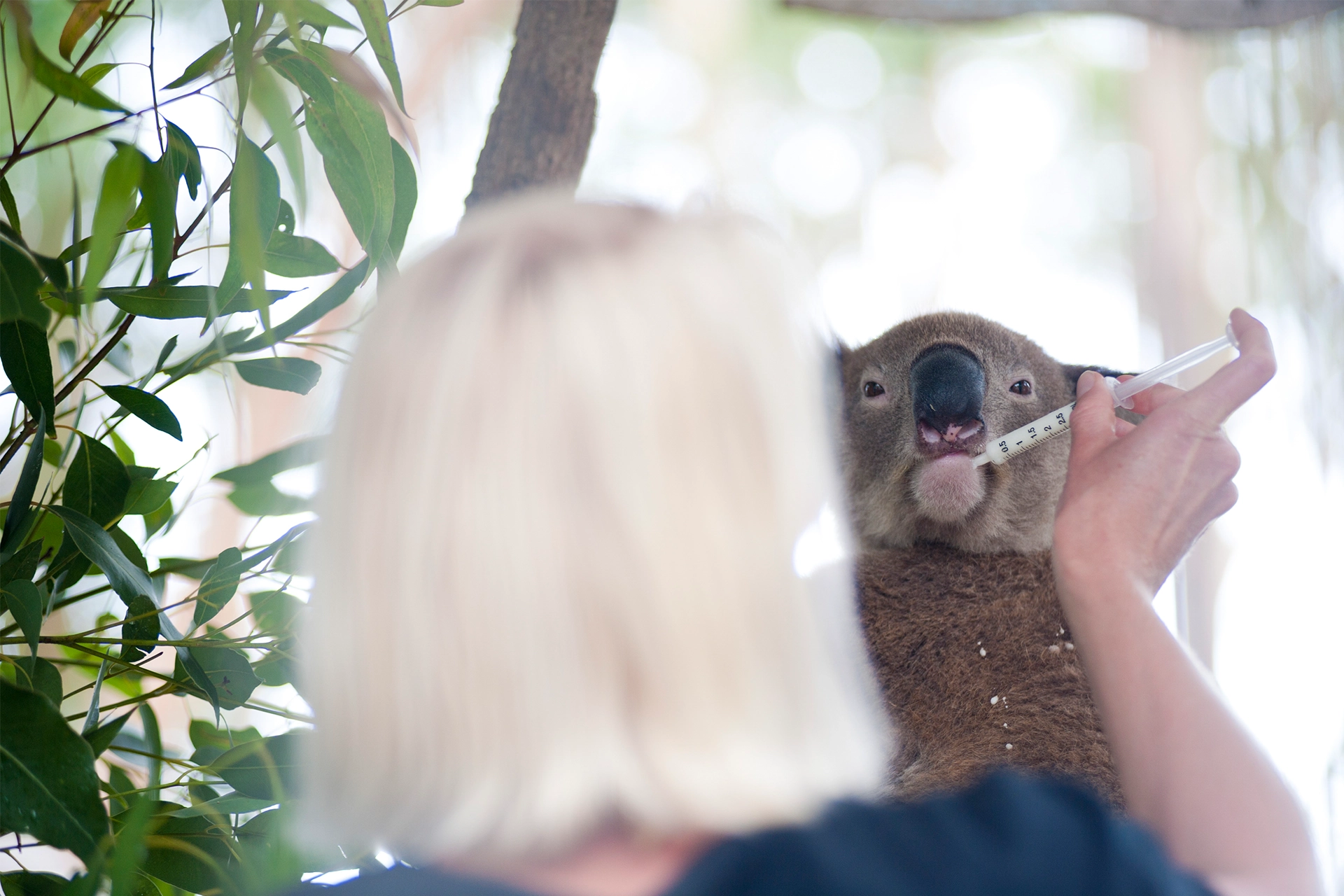 Women feeding koala from a syringe