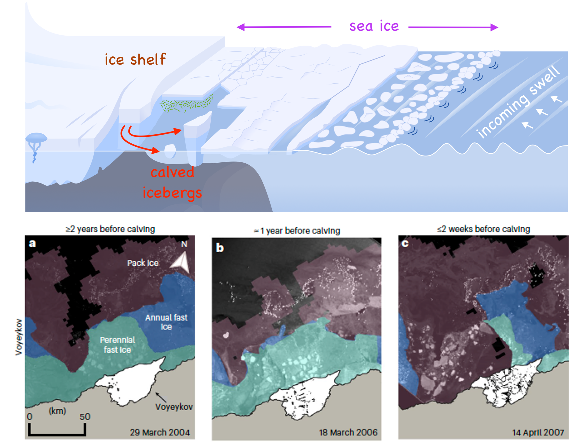 Diagram showing the movement of antarctic ice from land to sea