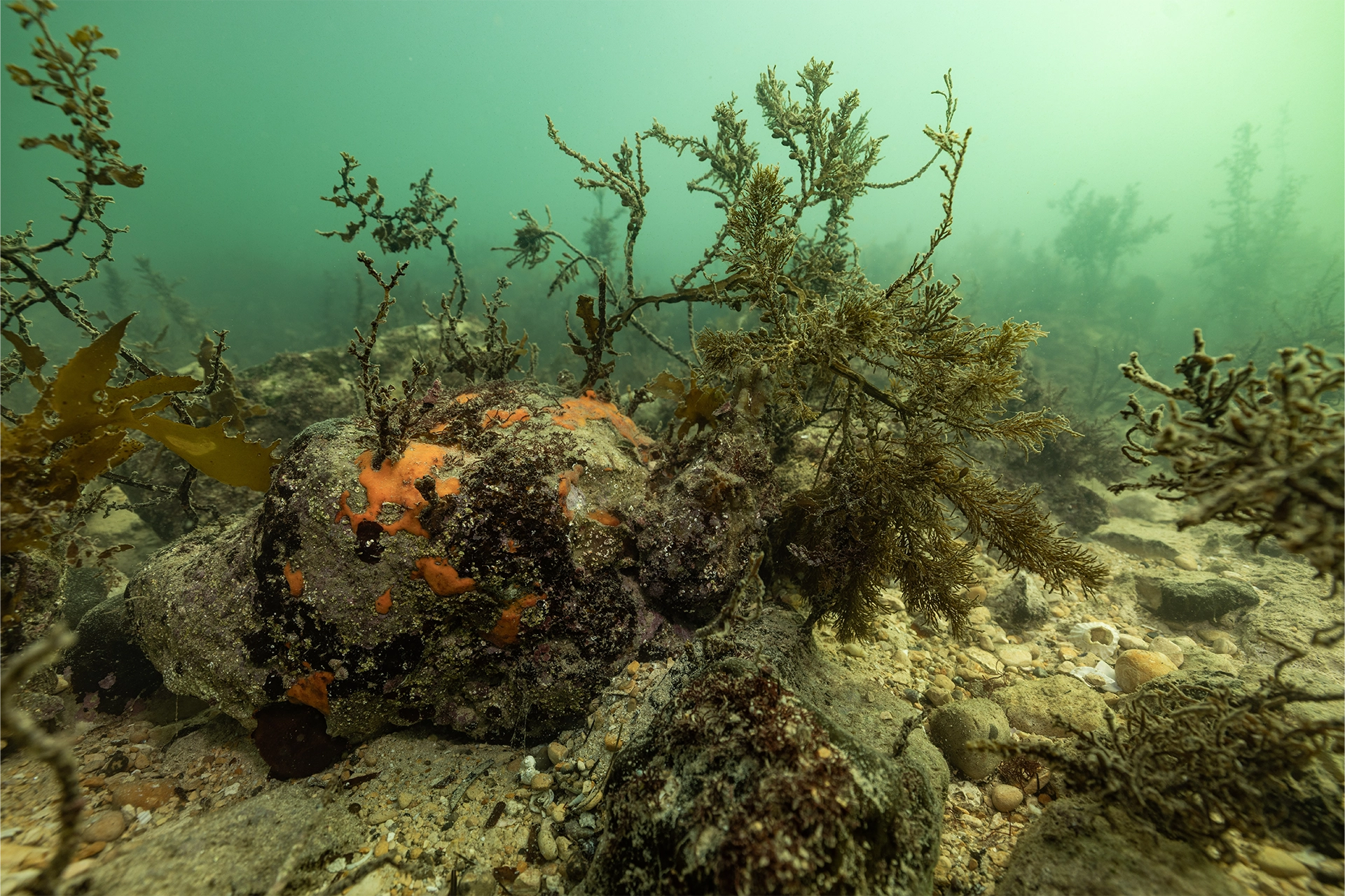 Underwater with green seawater and straggly seaweed