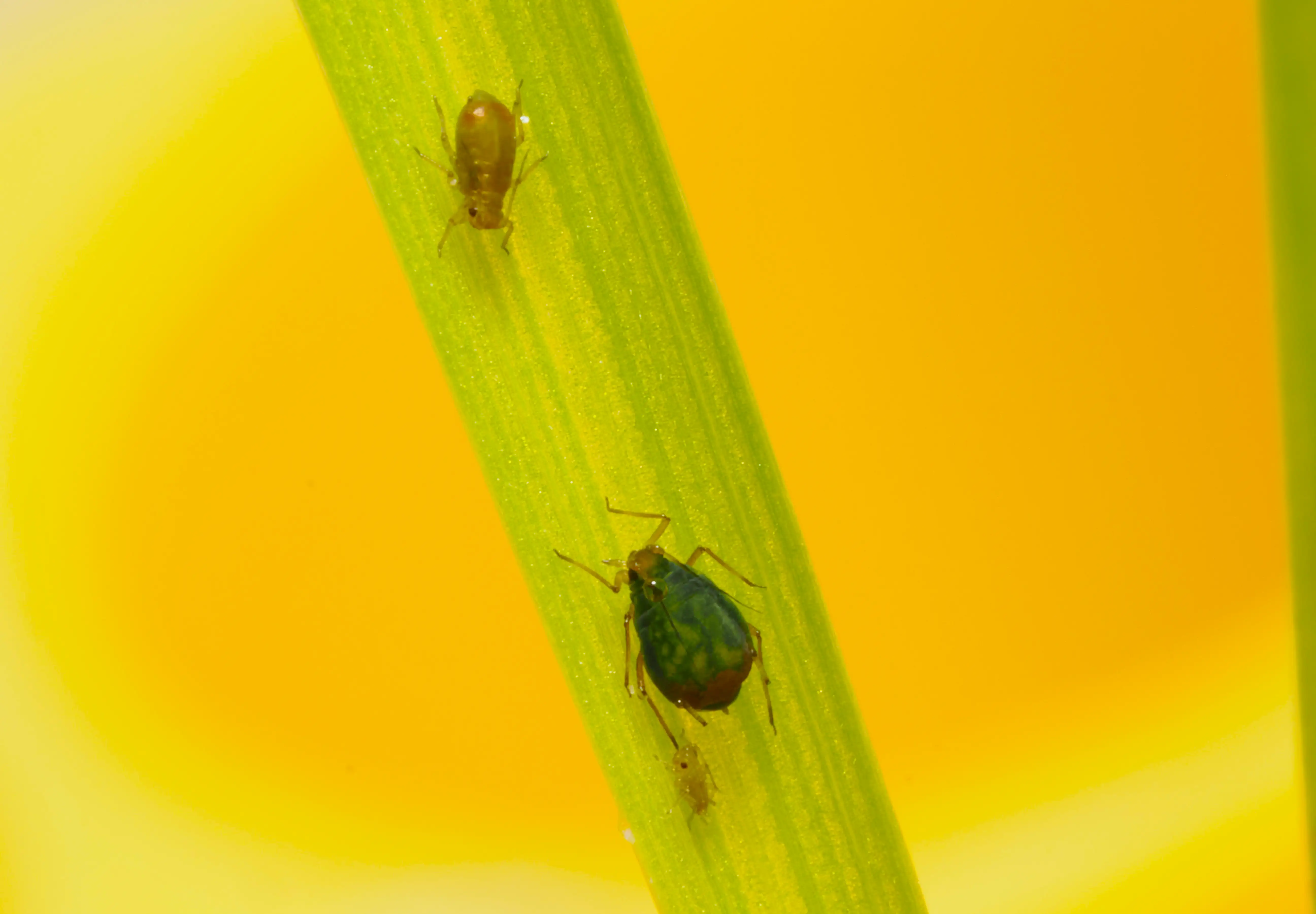 A close-up of an oat aphid on a green stalk