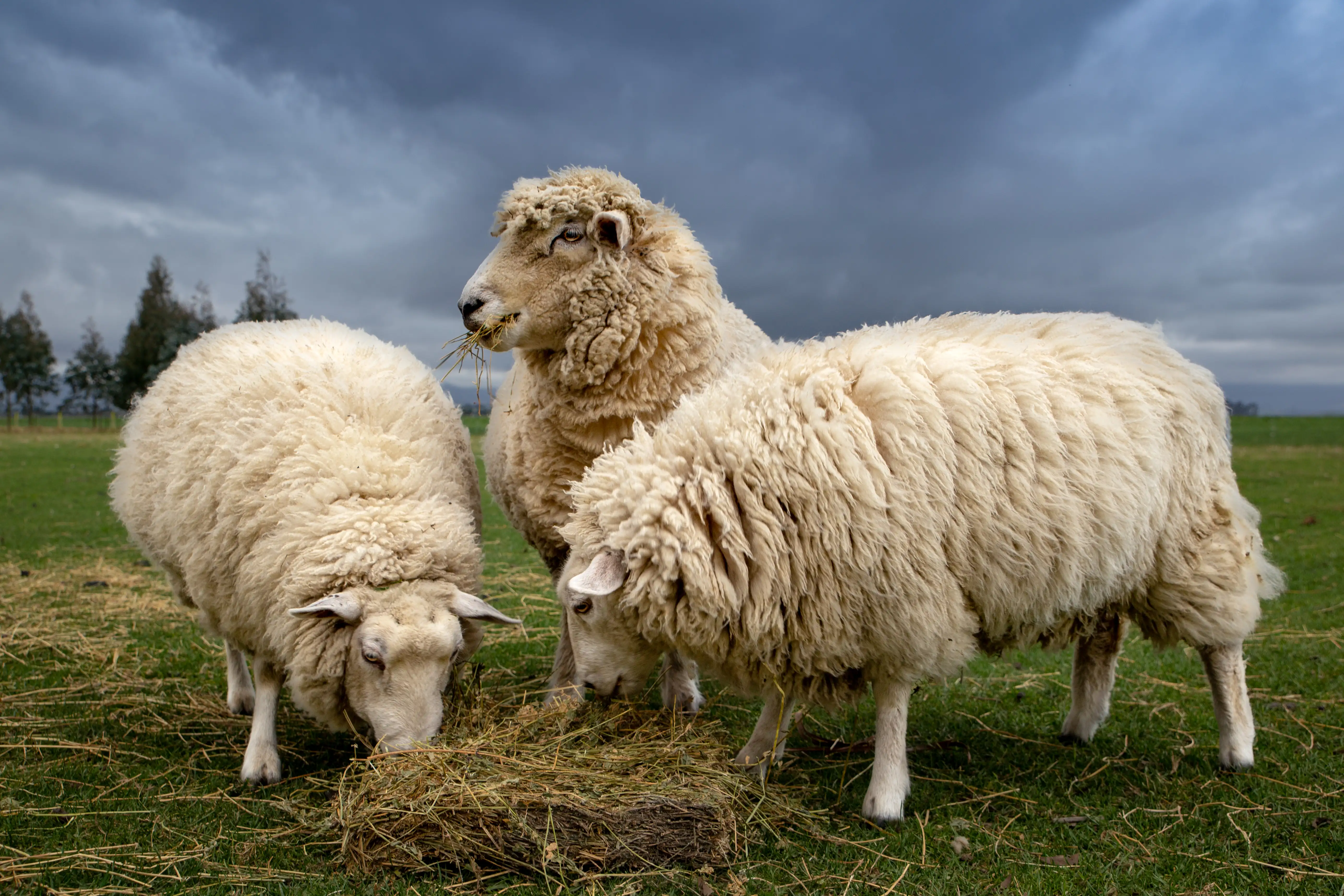 Sheep eating lucerne hay during the winter to supplement their diet