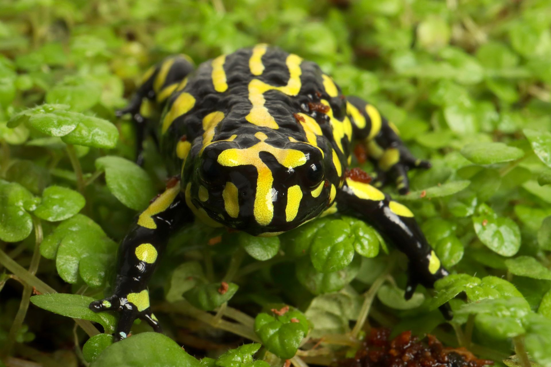 A corroboree frog sitting on a plant