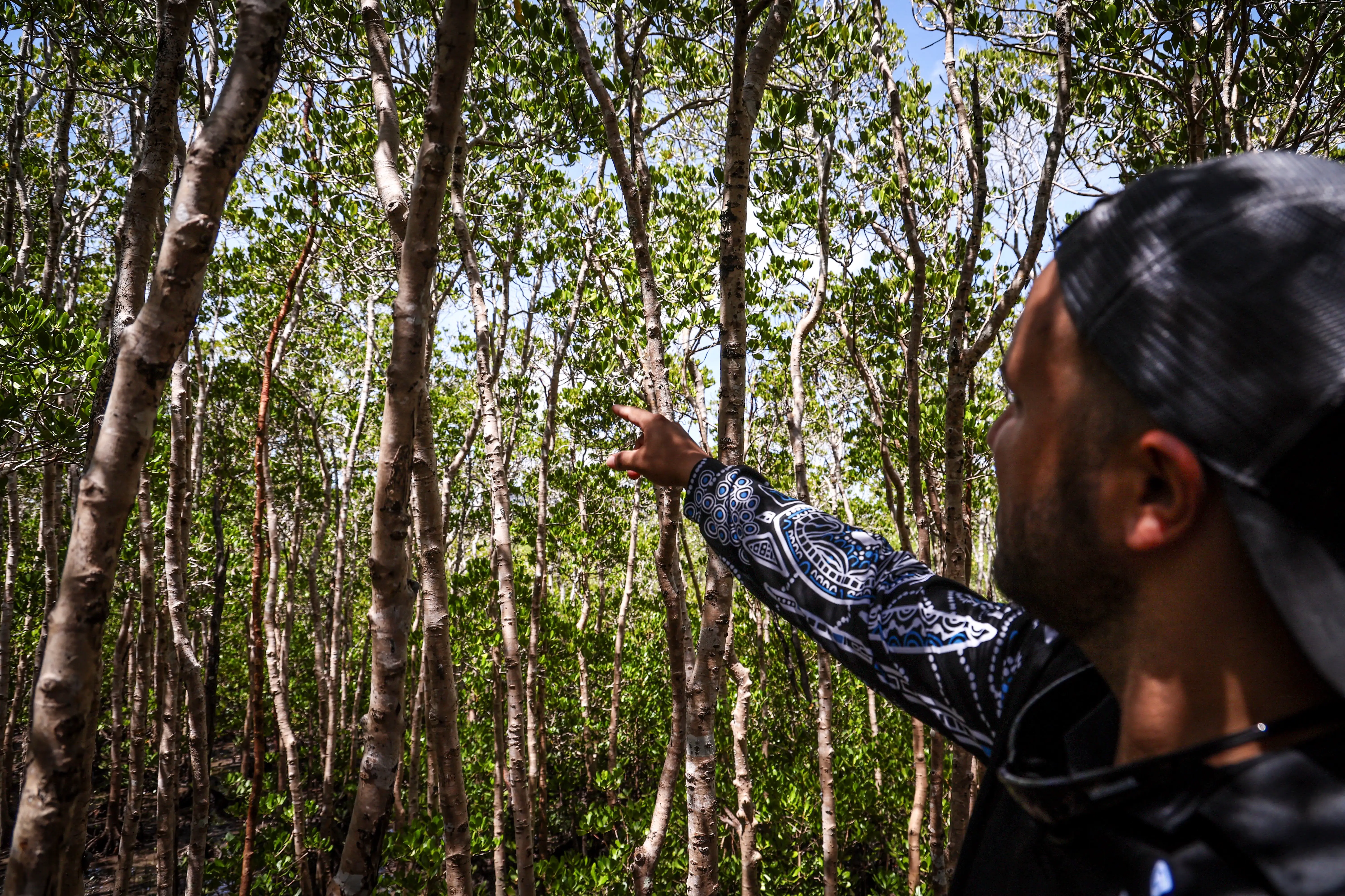 An Australian Aboriginal Sea Ranger inspecting mangrove trees along a wooden footpath