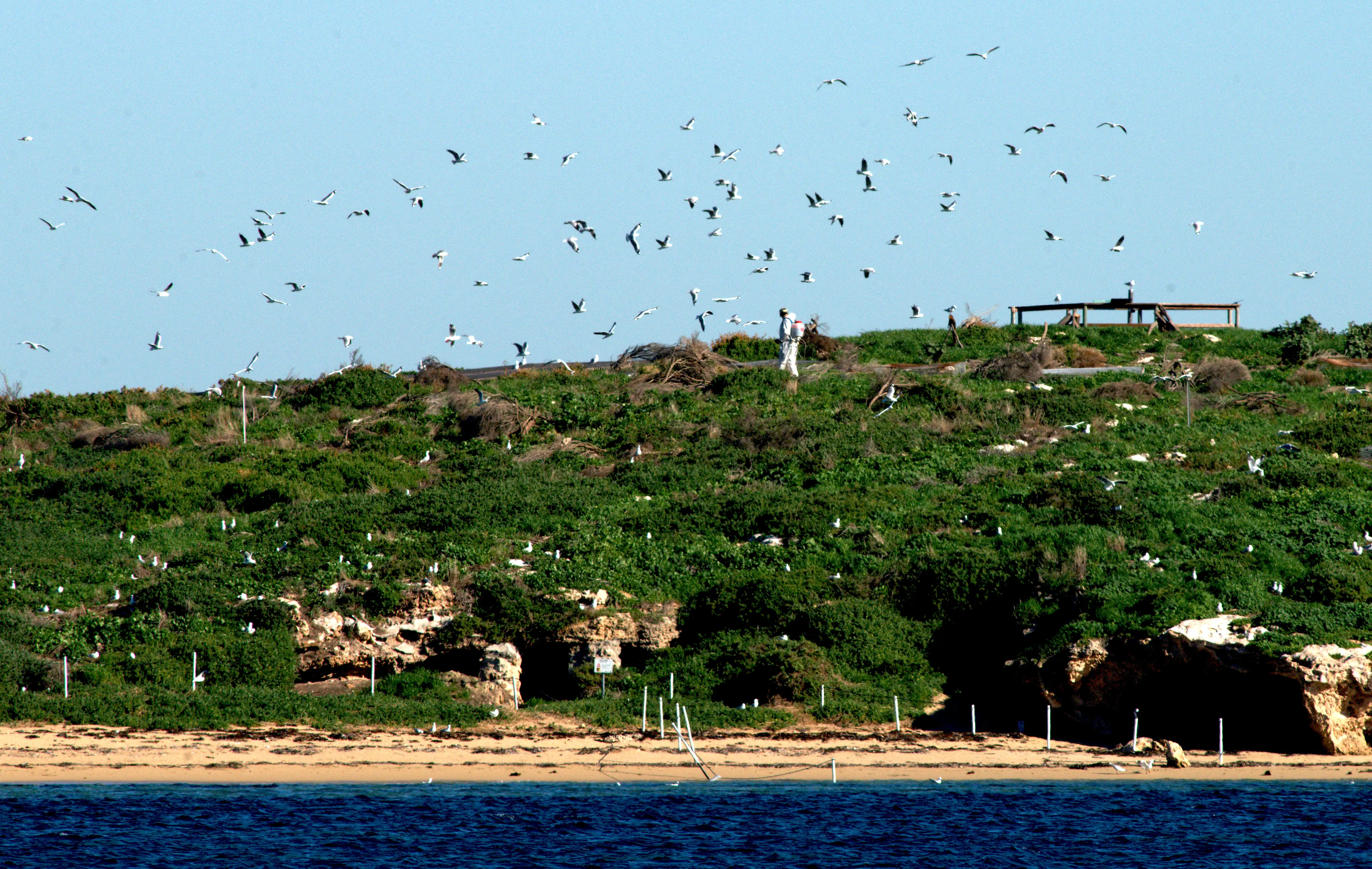 Birds fly around a person walking near a beach in Perth