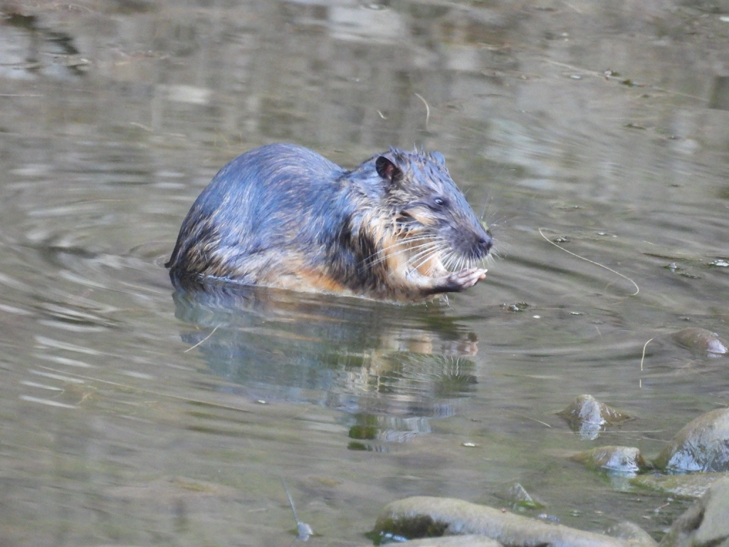 A rakali standing in a shallow riverbed