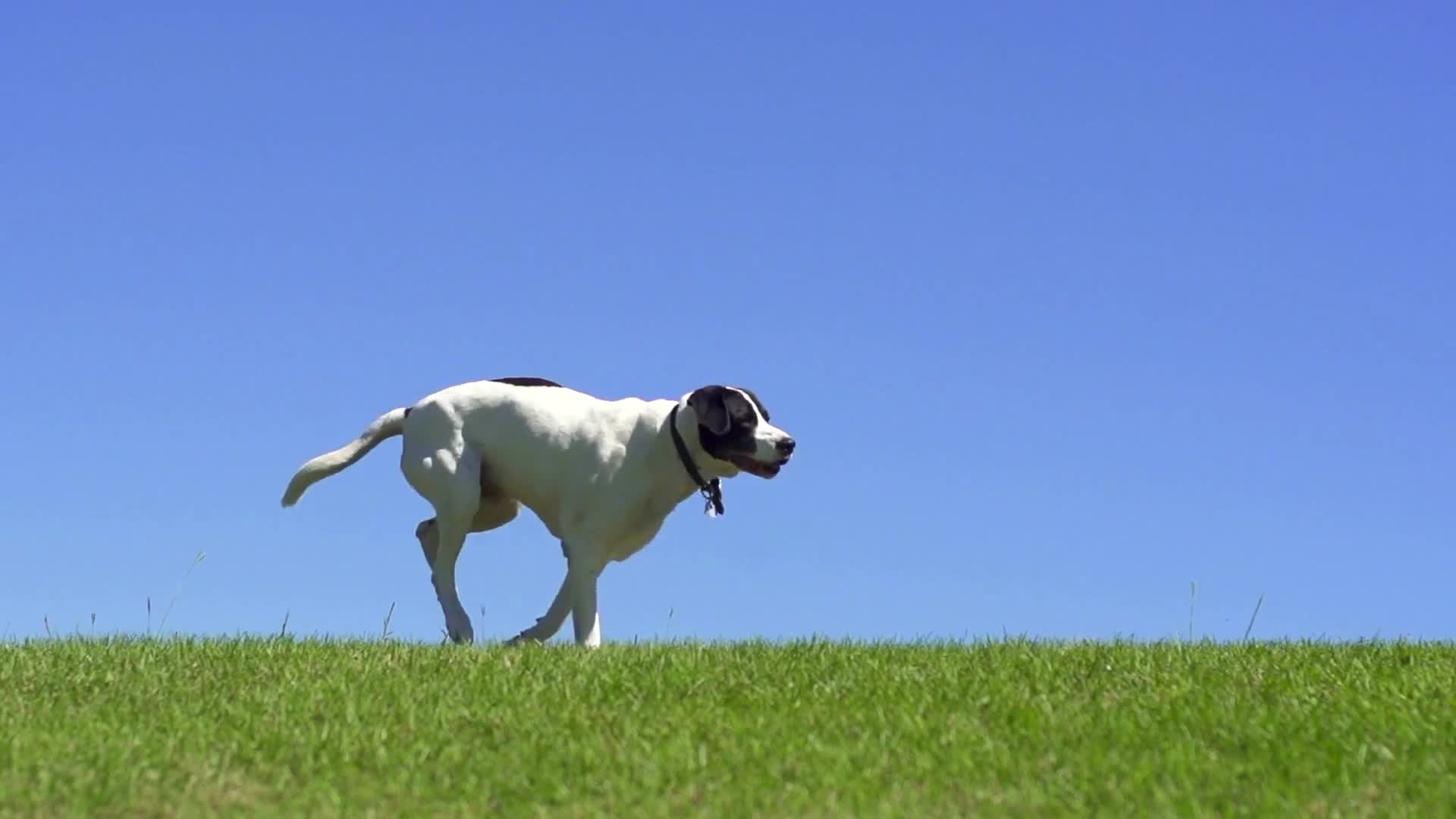 A dog running across an open grass field