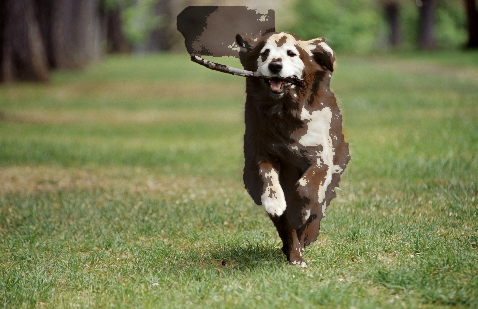 An AI generated image of a golden retriever with patches of brown edited over it poorly