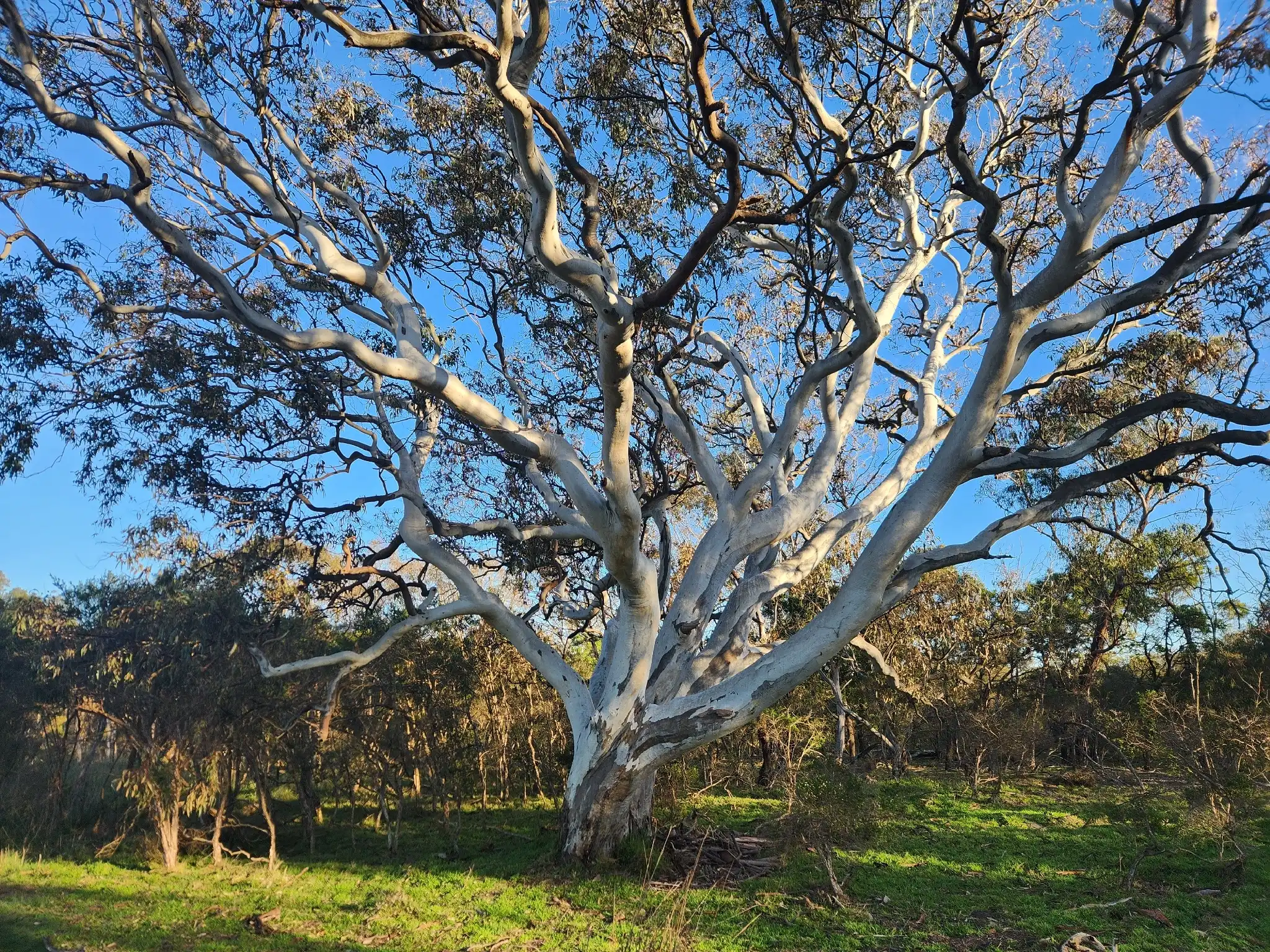 A tall Red Gum tree