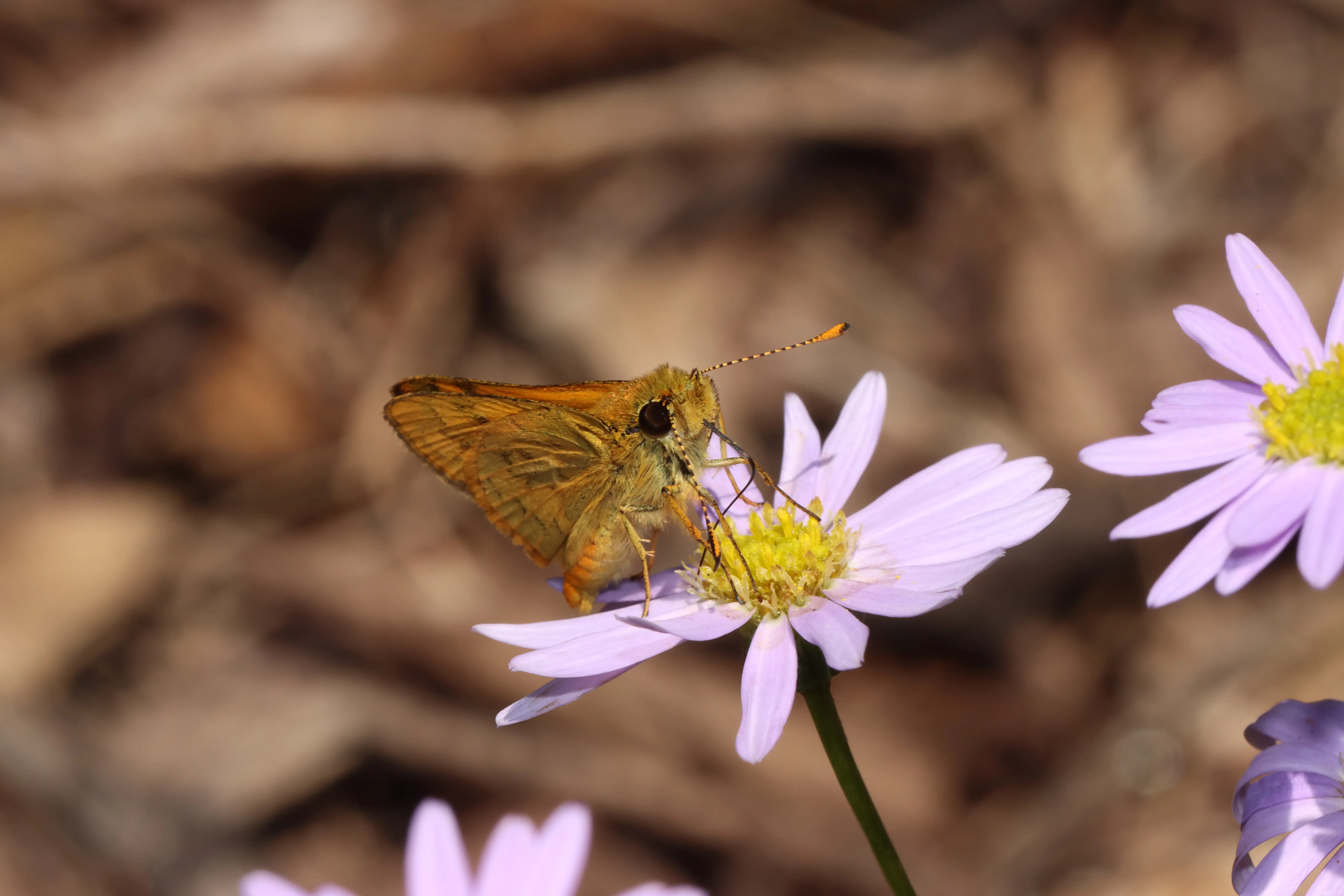 A greenish grass-dart (Ocybadistes walkeri) enjoying the nectar of a native cut-leaf daisy (Brachyscome multifida)