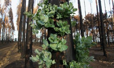 Understanding how fire shapes plants will help protect them thumbnail image