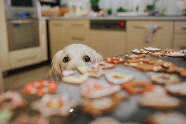 How to give your animal friends a stress-free holiday season thumbnail image