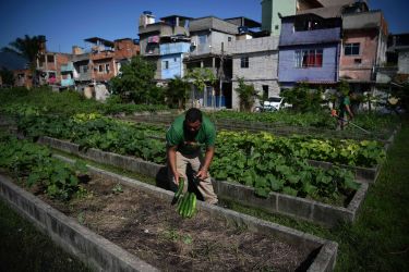 Bringing community together through urban farming thumbnail image