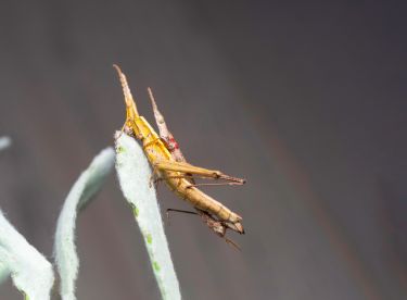 The wingless grasshopper that could cross Bass Strait, but not the Yarra River thumbnail image