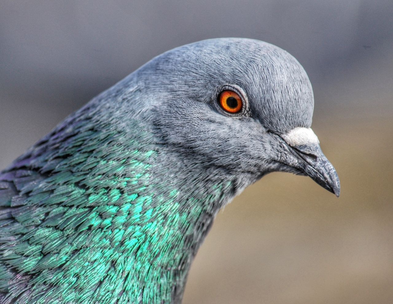 Looking inside a pigeon’s ear using quantum technology thumbnail image