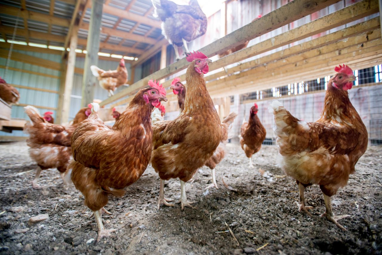 What chickens can tell us about living with COVID-19 thumbnail image