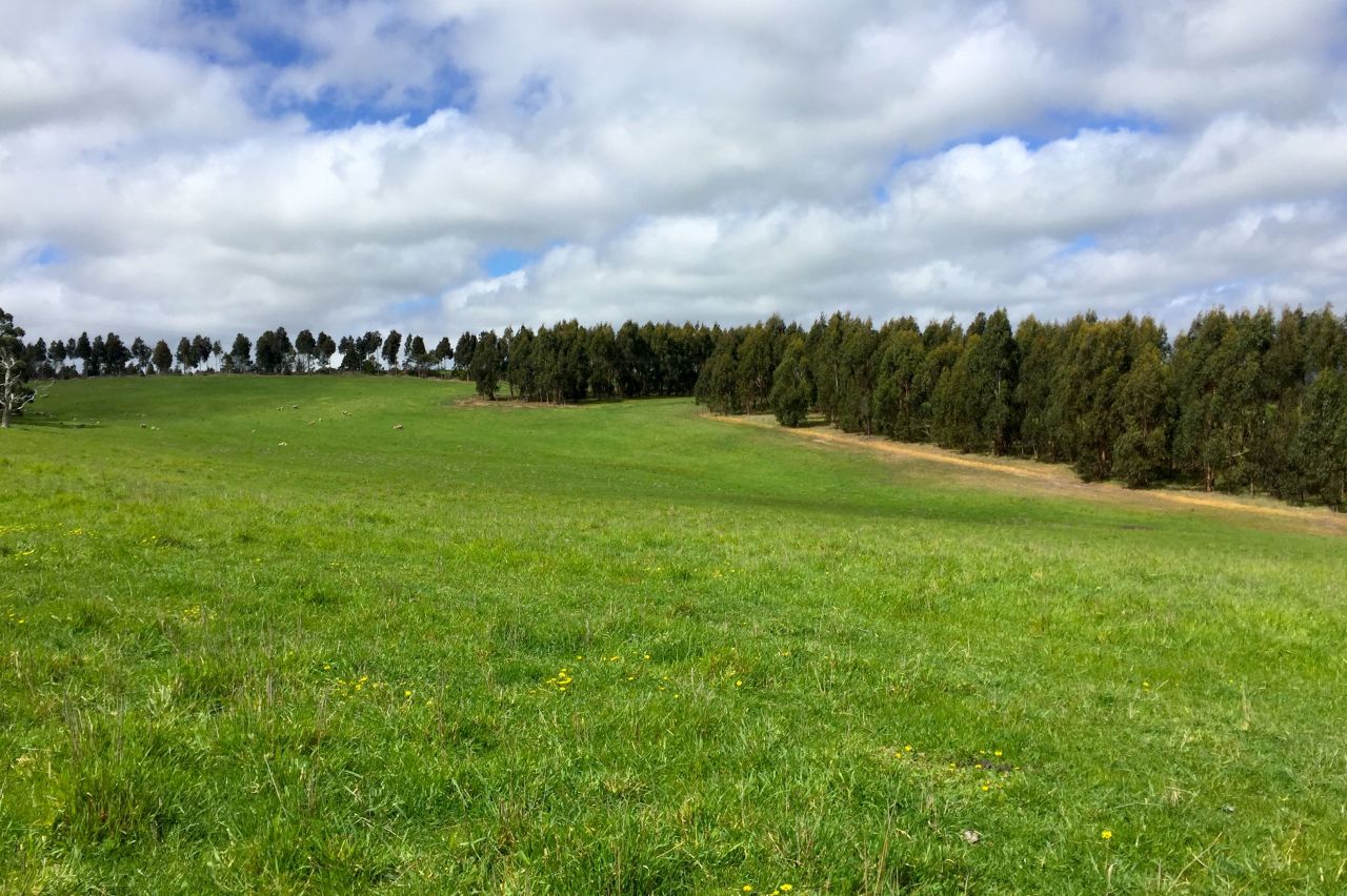 Planting timber forests on Australian farms thumbnail image