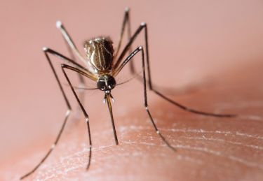 Dengue-blocking bacteria endure the heat thumbnail image