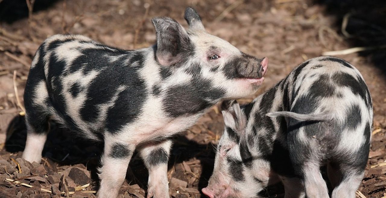 Breaking: Pigs like cuddles too thumbnail image