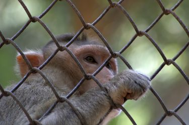 A monkey’s business: Animal rights and the law thumbnail image