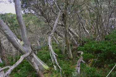 Bushfires are changing the ‘hidden’ understorey in our forests thumbnail image