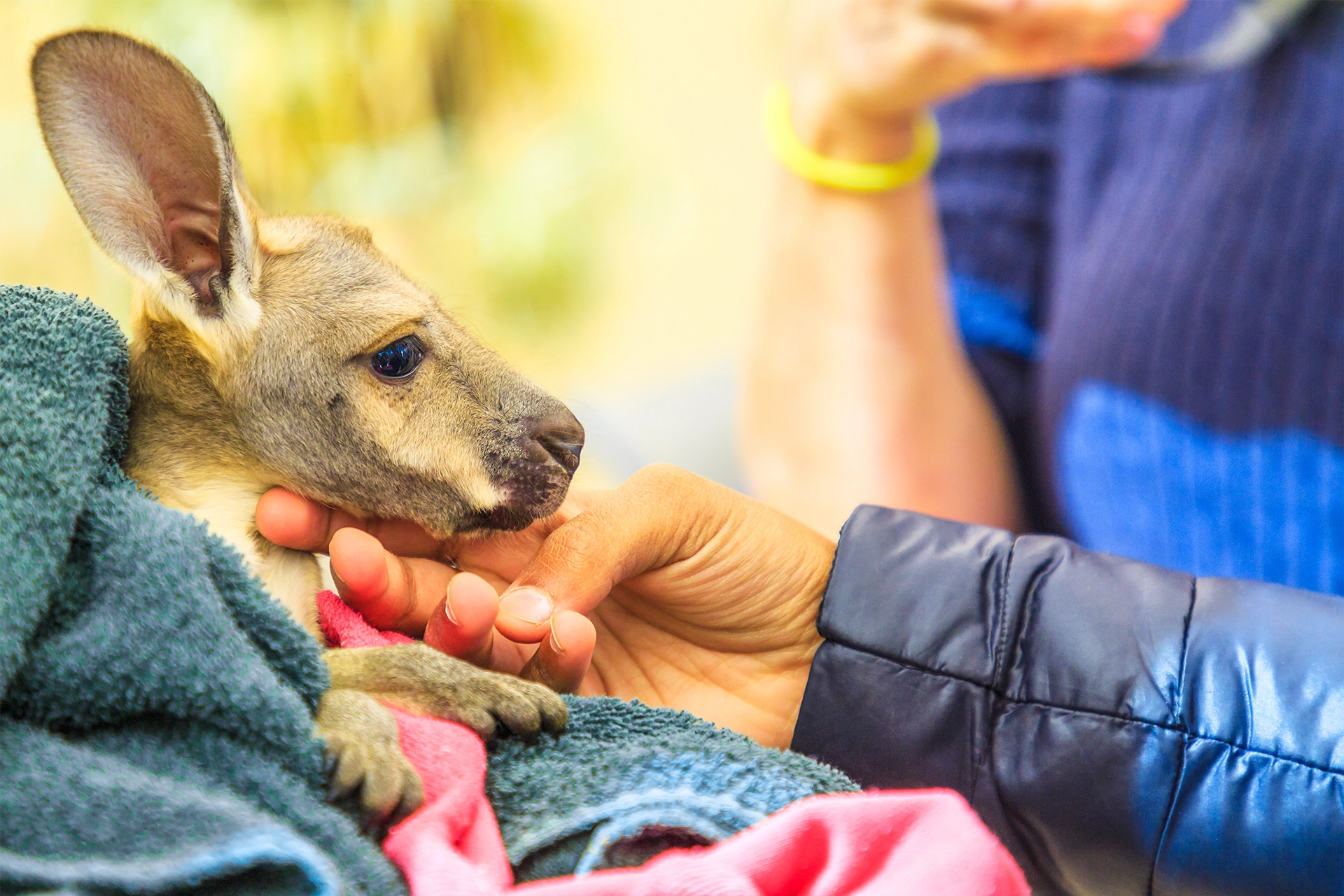 Woman's hand stroking baby kangaroo wrapped in a green towel