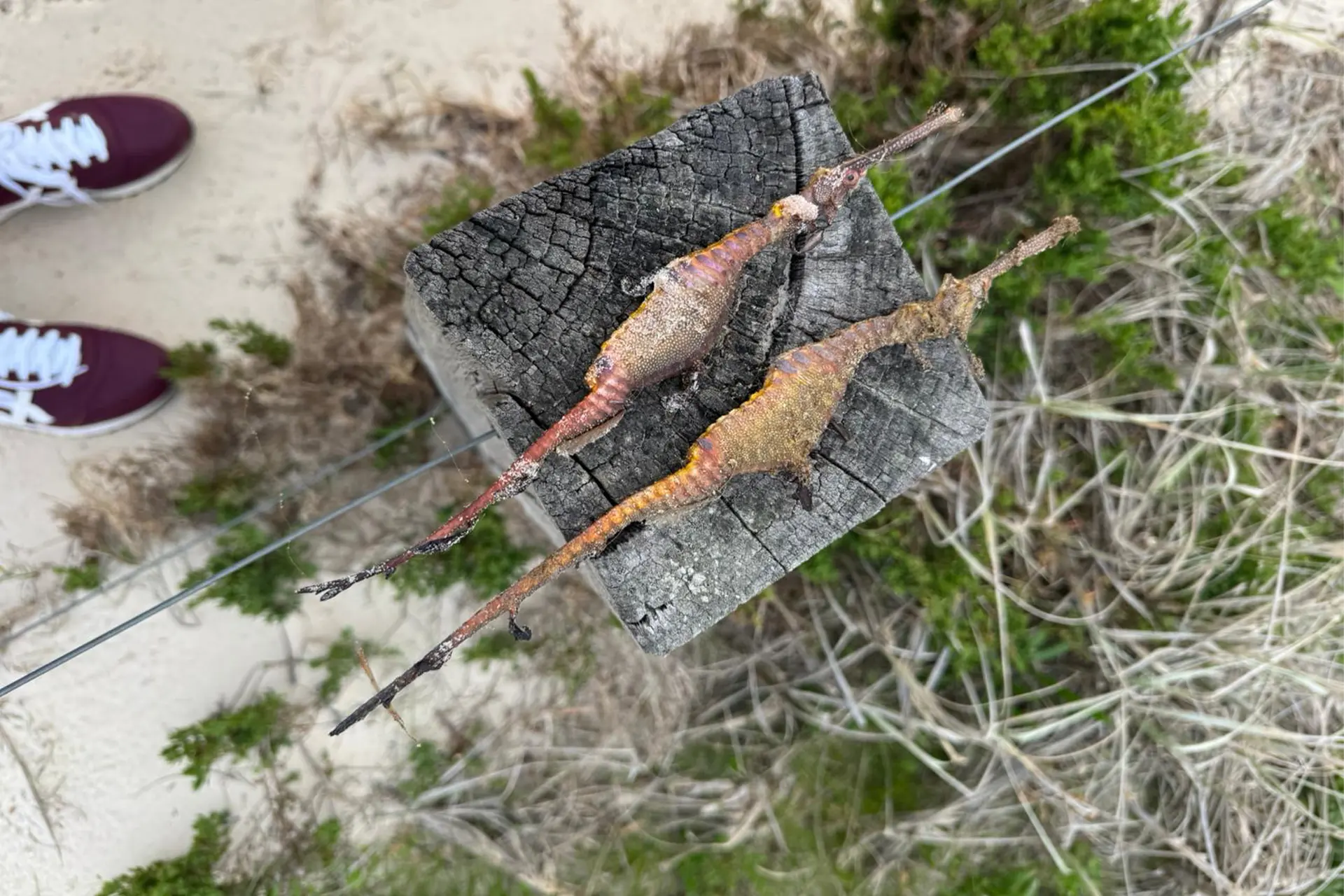 Two dead leafy sea dragons laid out on beach post