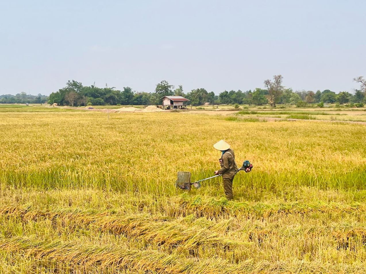Farmer in rice field 