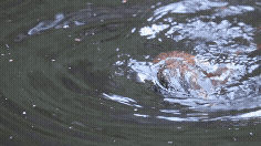 A rakali plays with a piece of tree bark in the water