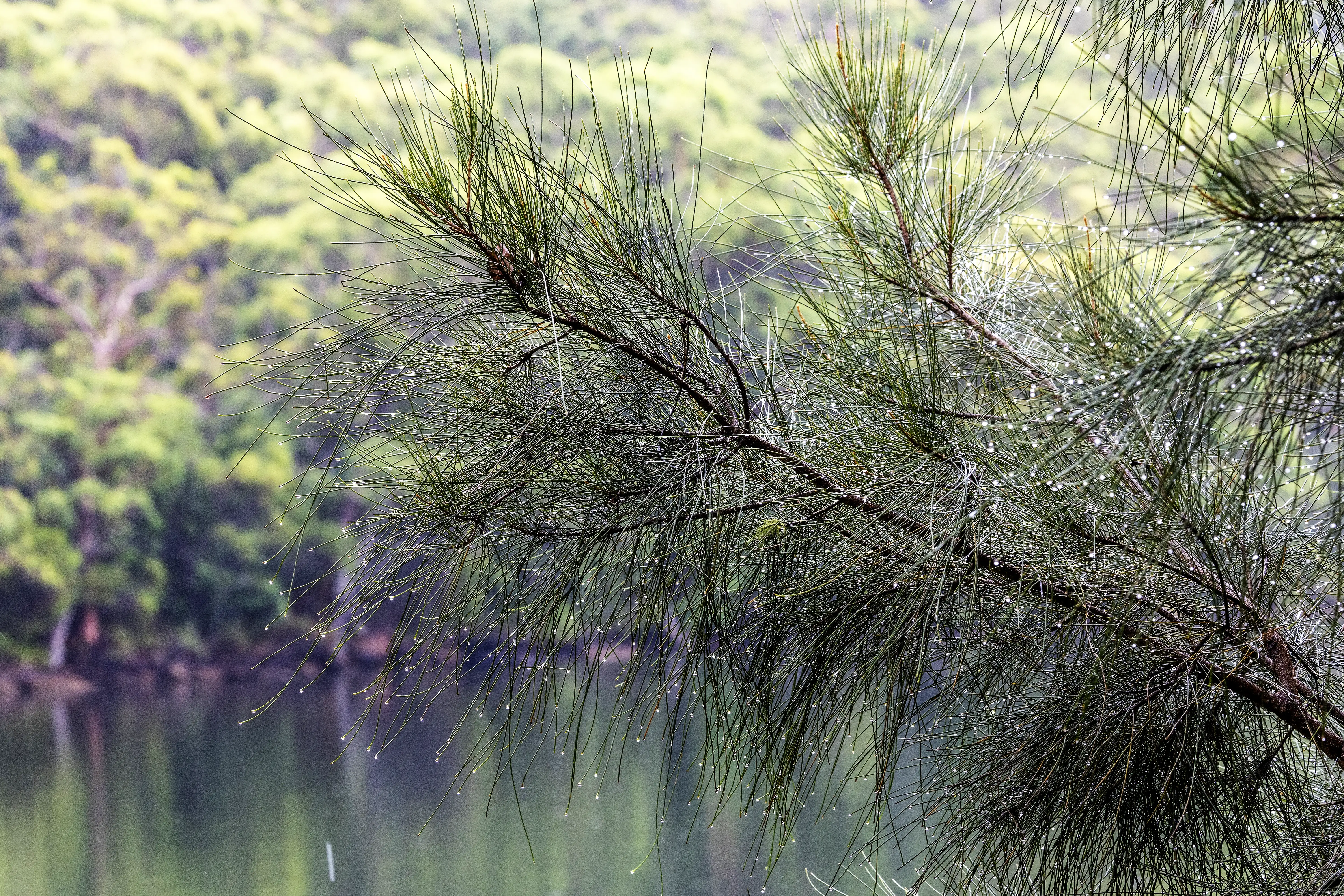A photo with an Australia she-oak in the foreground and a forest in the background