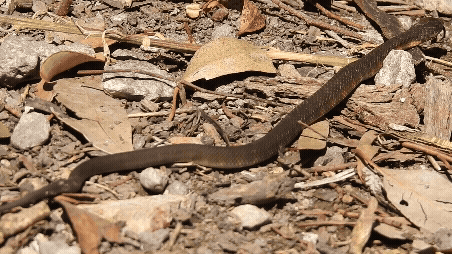 A tiger snake slithers across a leafy bed and under a log