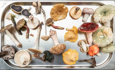 Mushrooms are delicious, but potentially deadly thumbnail image