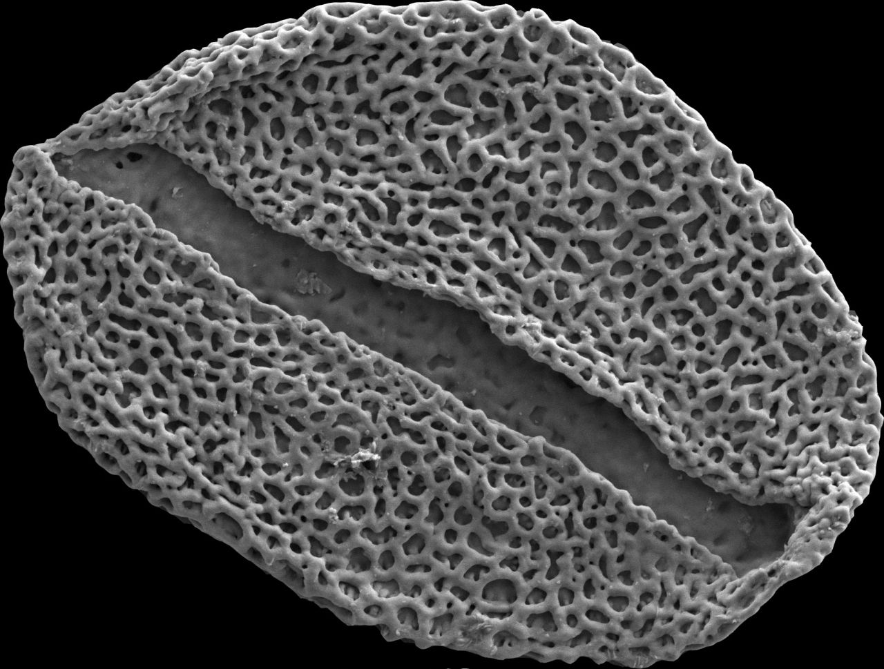 What ancient pollen tells us about future climate change thumbnail image
