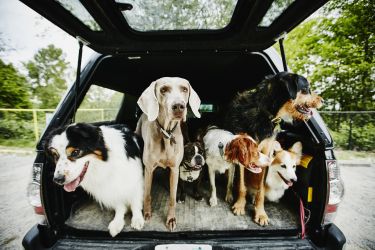 Science can help dogs enjoy their best life thumbnail image